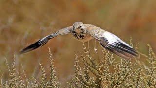 Greater hoopoe lark singing / אלימון במופע חיזור