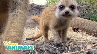 Meerkats! | Disney Animals | Disney Junior