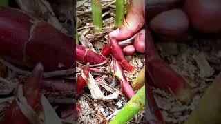 Farmers harvest small bamboo shoots for cooking #shorts