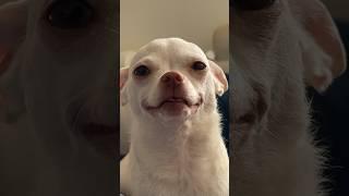 Look how she smiles!!! #chiuahua #angrychihuahua #mreviatar #nikiozeri #animals