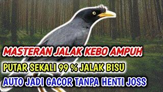 MASTERAN AMPUH BURUNG JALAK KEBO BISU LANGSUNG NYAUT.....% ampuh