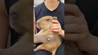 Приютил капибару и был в шоке  #tidal #животные #милыеживотные