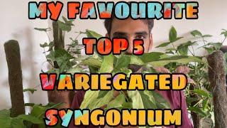 MY FAVOURITE TOP 5 RARE VARIEGATED SYNGONIUMS | ARROWHEAD PLANT