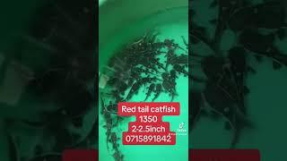 Red tail catfish babies rs 1350/0715891842/#srilanka  #fish #monsterfish @monsterfishaquasl6398