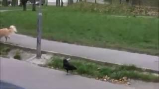 CROW AND DOG ! VRANA A PES  CROW  UND HUND ! bajuc1