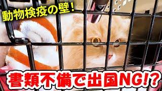 【知らないと大変！】ペットと海外移住…本当に必要な手続きとは？️