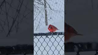 Bird eating snow #bird #eating #snow #birdwatching #cardinal #winter #cold