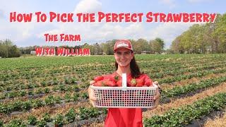 How To Pick the Perfect Strawberry - Strawberry Season is Starting! - The Farm with William