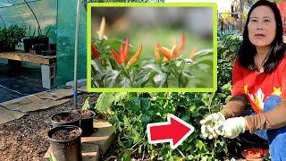 A Unique Hot Pepper Variety With Edible Leaves Every Gardener Should Grow!