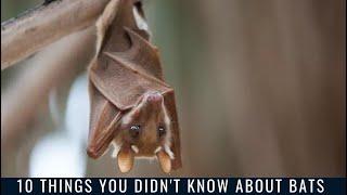 10 Things You Didn't Know About Bats