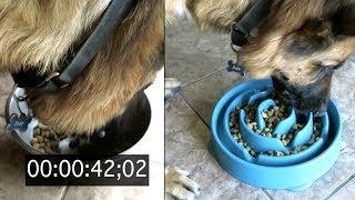 HIS NEW BOWL TESTED |  SLOW FEEDER DOG BOWL