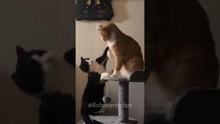 Black Cat vs Orange Cat... Who Wins?