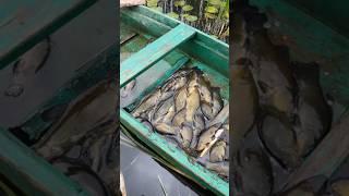 Лин, нереально крута риба! #fishing #рибалка #рыбалка #кайф#отдых #нарыбалке