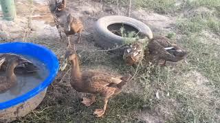 Сижу во дворе встречаю дочь в гости а вокруг утки ....