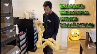 Elijah’s beautiful snake collection