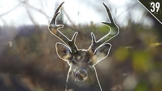 BIG RUTTING BUCK at 5 YARDS! - West Virginia Public Land Deer Hunt!