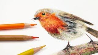 How To Draw Feathers with Colored Pencil