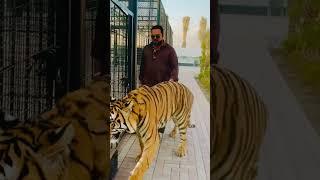 World biggest tiger tycoon (mian saqib)