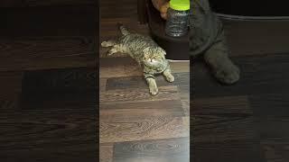 Котомедитация  
