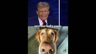 Pets who don’t know: vs Pets who knows #shorts #funnyvideo #funnyshorts #pets #edit #yourubeshorts