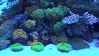 100.000 € Reef Tank, De Jong Marinelife, Interzoo 2016