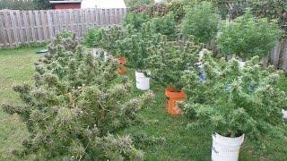 Growing Cannabis Outdoors  Harvest Time ️