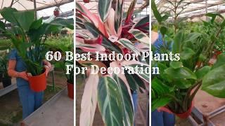 60 Best Indoor Plants For Decoration 2024 | Bring Nature Home with Indoor Plants | Houseplants 2024