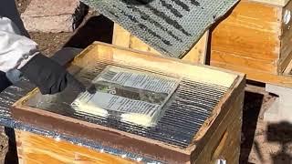 Feeding Honey Bees Hive Alive Fondant in the Winter