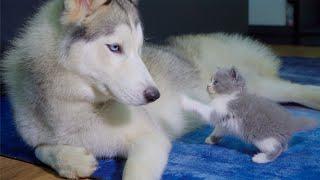 Fearless Kitten Attacks Gentle Husky in Their Very First Encounter!