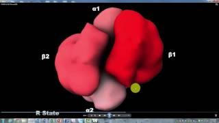 Hemoglobin R T State  Howard Hughes Institute with Narration