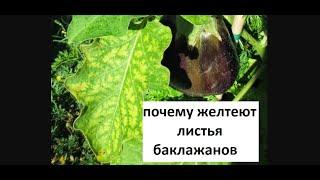 Почему желтеют листья баклажанов.