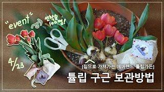 꽃이 진 튤립 구근 보관방법│특별 이벤트 「집으로 가져가는 에버랜드 튤립가든」 (4/23)