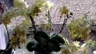 Orchid Boy:  BIG PHALAENOPSIS IN BLOOM....