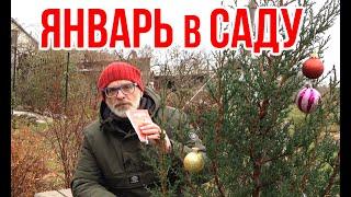 Садовые работы в январе  / Игорь Билевич
