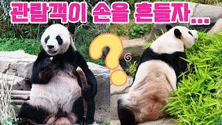 러바오가 하루에 3번이나 팬들의 행동에 반응해요후이바오의 미소를 보셨나요?에버랜드 판다 월드