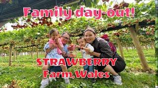 Family Strawberry picking//Wales holiday