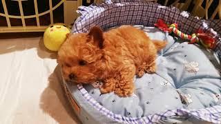 3개월 아기 강아지  잠재우는 방법 /cute puppy /maltipoo