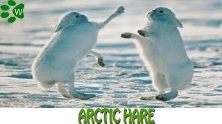 Arctic Hare