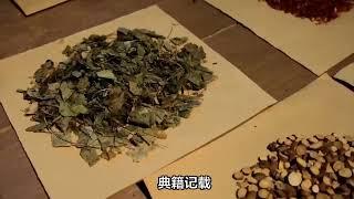 金银花人称“铺中仙”夏季“降火英雄”同时具备园林绿化观赏价值