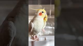 When your inner diva wants to sing, but the outside world is like 'shhh!' #cockatielscraze