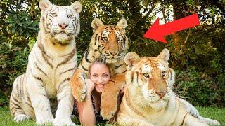 LIVING WITH TIGERS FOR 20 YEARS!?