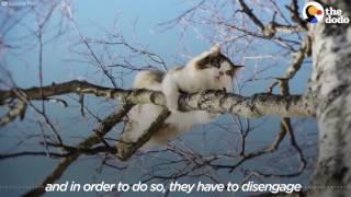 Guy Climbs Trees To Rescue Cats | The Dodo