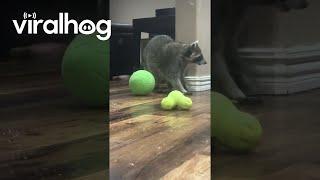 Raccoon Loves Bubbles || ViralHog