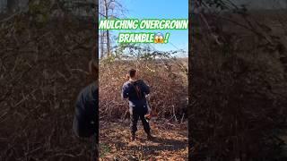 Restoring Her Property Line OVERGROWN With BLACKBERRIES! #satisfying