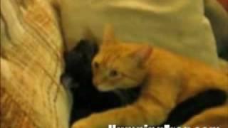 two cats in love ( Sergio Mendes - Never Gonna Let You Go )