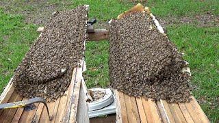 Her front porch column was full of bees!