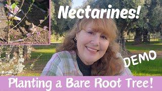 Watch Me PLANT a Bare Root Tree! Essential Steps! Olive City Oasis