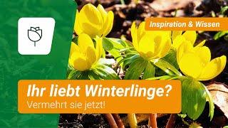 Ihr liebt Winterlinge? Vermehrt sie jetzt!