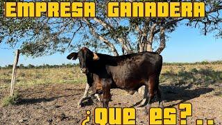 LIVESTOCK COMPANY??? What does it consist of??? #viralvideo #brazil #usa #livestock