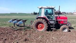 Orka pszenicy ozimej porażone żółtą karłowatością